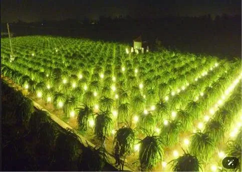 Bất động sản tại Lâm Đồng - ảnh 1