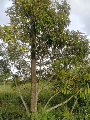 Bất động sản tại Đắk Lắk - ảnh 1