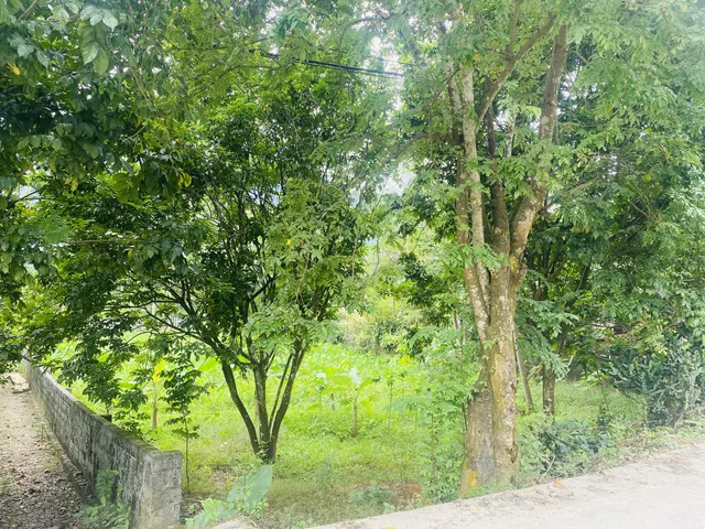 Bất động sản tại Phú Thọ - ảnh 1