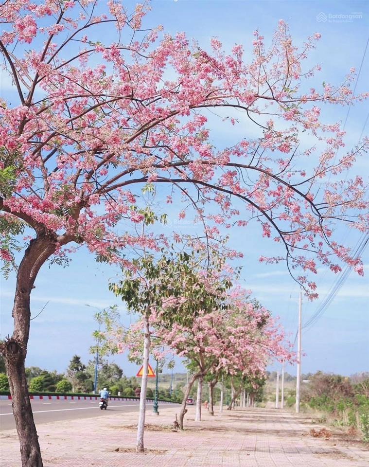 Bất động sản tại Bình Thuận - ảnh 1