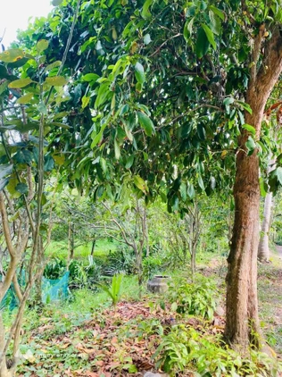 Bất động sản tại Bến Tre - ảnh 1