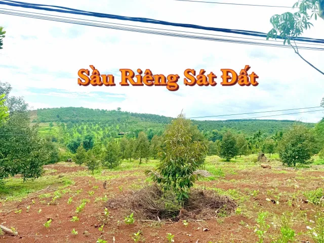 Bất động sản tại Đắk Lắk - ảnh 1