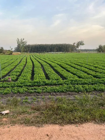 Bất động sản tại Tây Ninh - ảnh 1