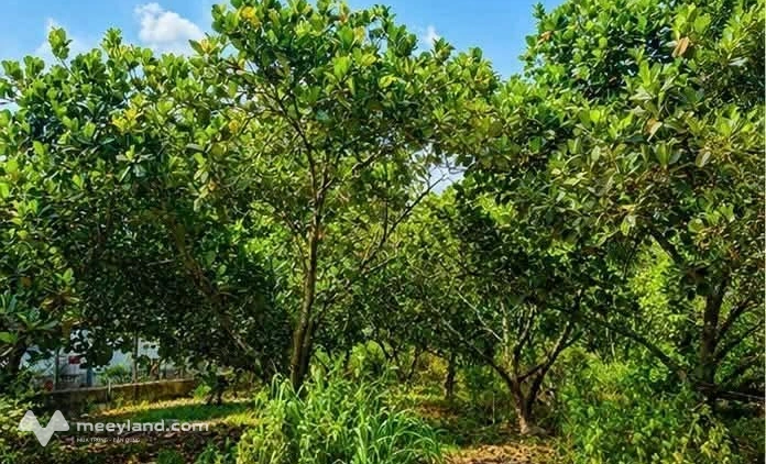 Bất động sản tại Bình Phước - ảnh 1