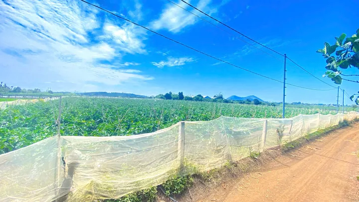 Bất động sản tại Lâm Đồng - ảnh 1