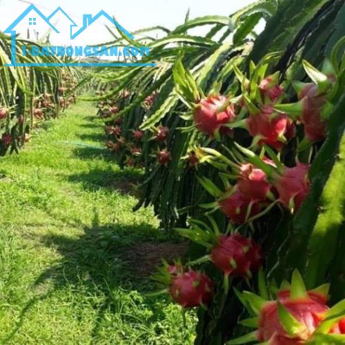 Bất động sản tại Bình Thuận - ảnh 1