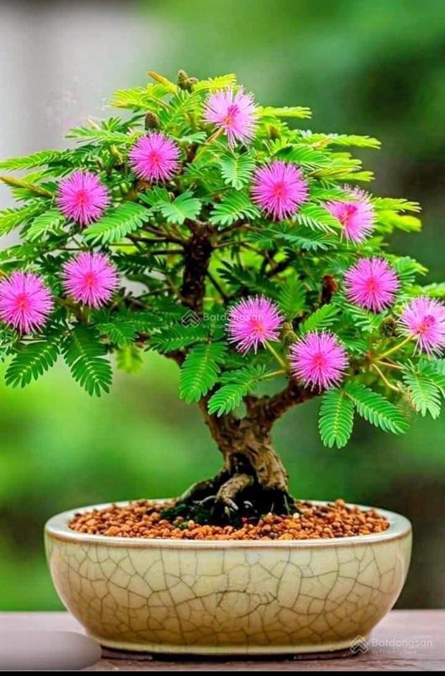 Bất động sản tại Bà Rịa - Vũng Tàu - ảnh 1