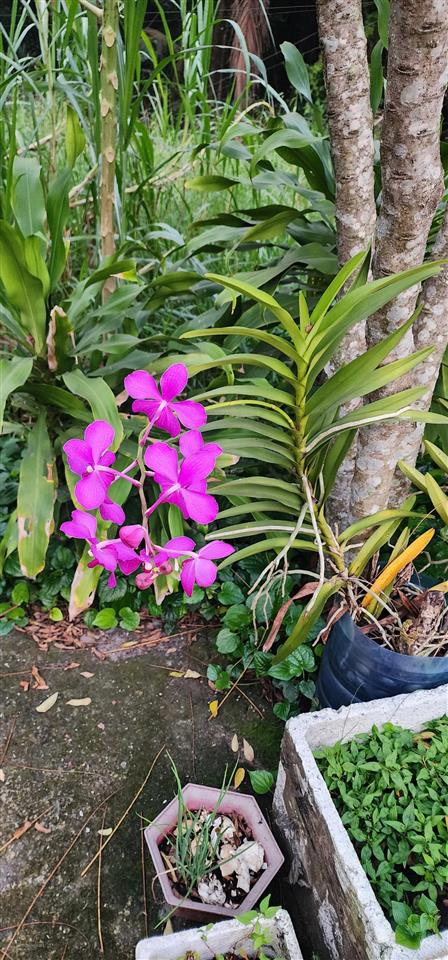 Bất động sản tại Khánh Hòa - ảnh 1
