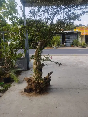 Bất động sản tại Đắk Lắk - ảnh 1