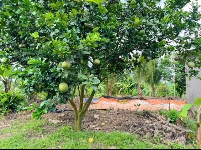 Bất động sản tại Đồng Nai - ảnh 1