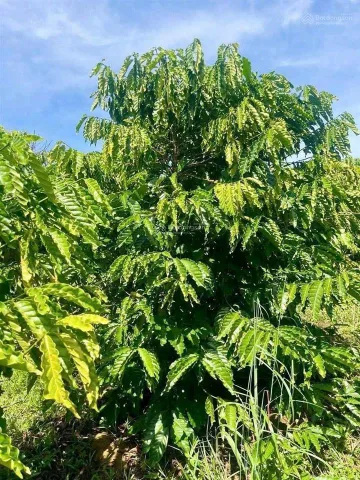 Bất động sản tại Lâm Đồng - ảnh 1
