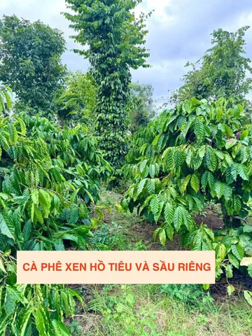 Bất động sản tại Đắk Lắk - ảnh 1