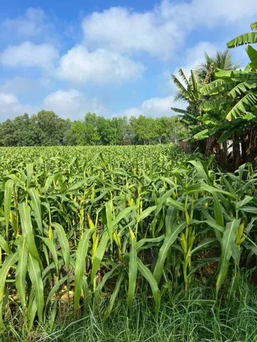Bất động sản tại Tây Ninh - ảnh 1