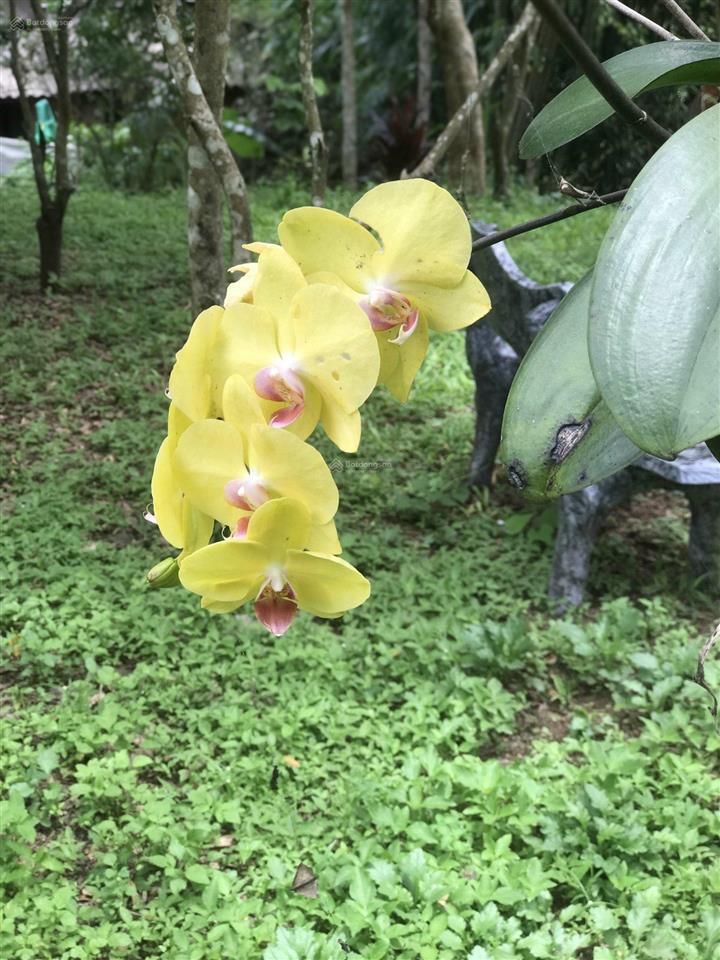 Bất động sản tại Phú Thọ - ảnh 1