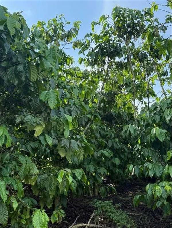 Bất động sản tại Lâm Đồng - ảnh 1