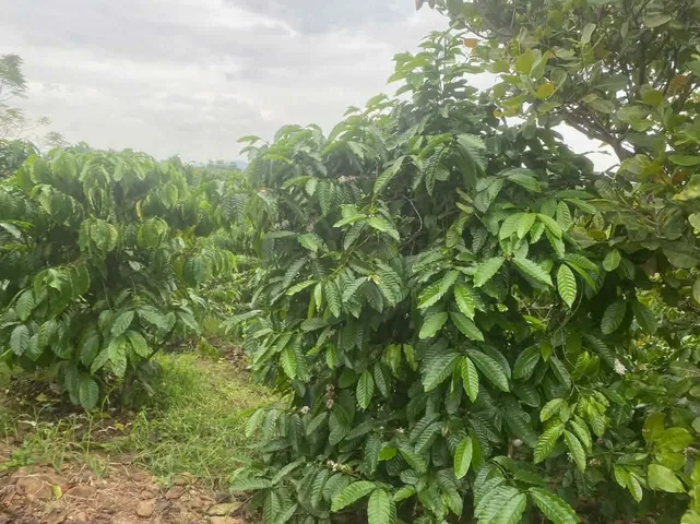 Bất động sản tại Đắk Lắk - ảnh 1