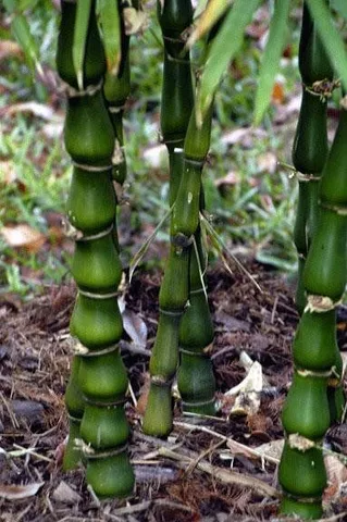 Bất động sản tại Phú Thọ - ảnh 1