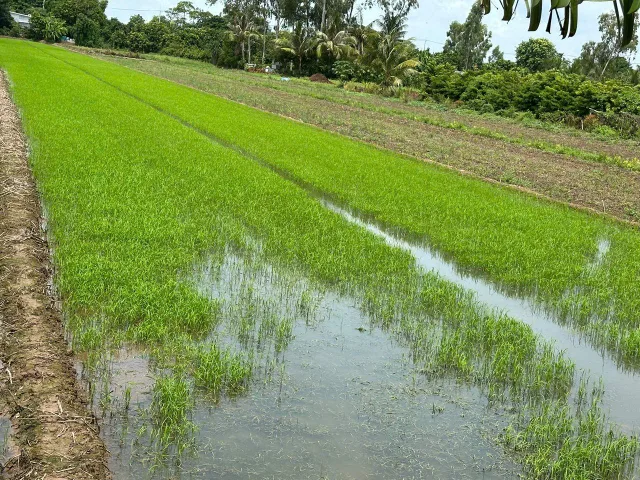 Bất động sản tại An Giang - ảnh 1