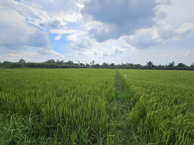 Bất động sản tại Vĩnh Long - ảnh 1