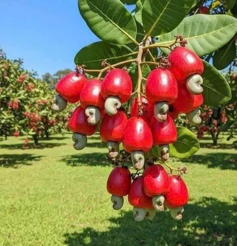 Bất động sản tại Bình Phước - ảnh 1