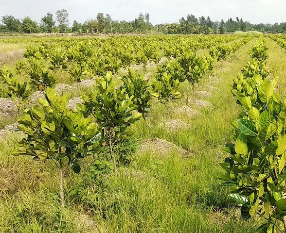Bất động sản tại Bình Dương - ảnh 1