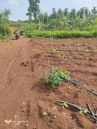 Bất động sản tại Bà Rịa - Vũng Tàu - ảnh 1