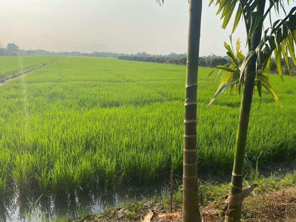 Bất động sản tại Hậu Giang - ảnh 1