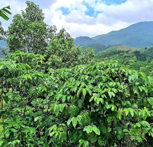 Bất động sản tại Lâm Đồng - ảnh 1