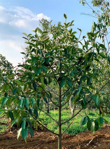 Bất động sản tại Lâm Đồng - ảnh 1