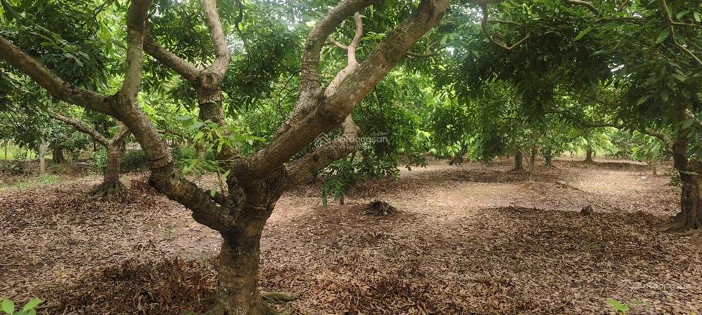 Bất động sản tại Hưng Yên - ảnh 1