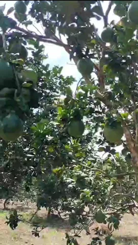 Bất động sản tại Bình Dương - ảnh 1
