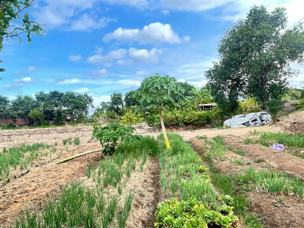 Bất động sản tại Long An - ảnh 1