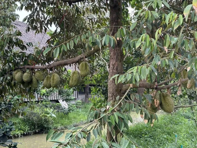 Bất động sản tại Bến Tre - ảnh 1