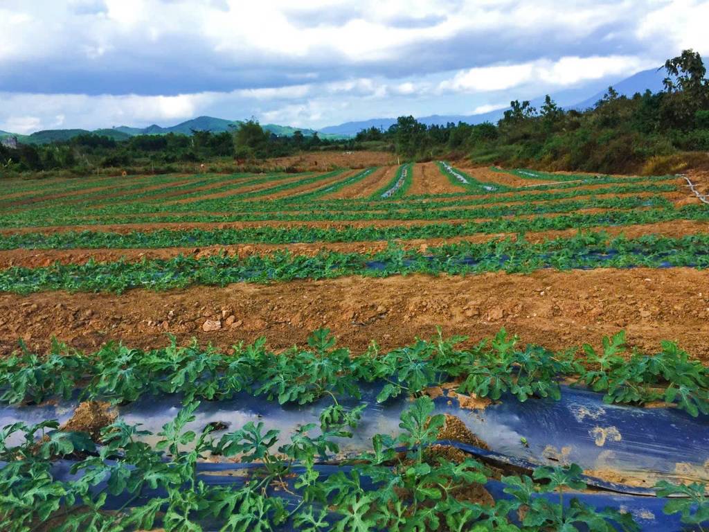 Bất động sản tại Khánh Hòa - ảnh 1