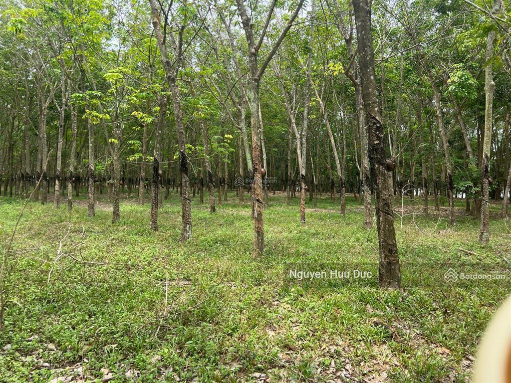Bất động sản tại Bình Dương - ảnh 1