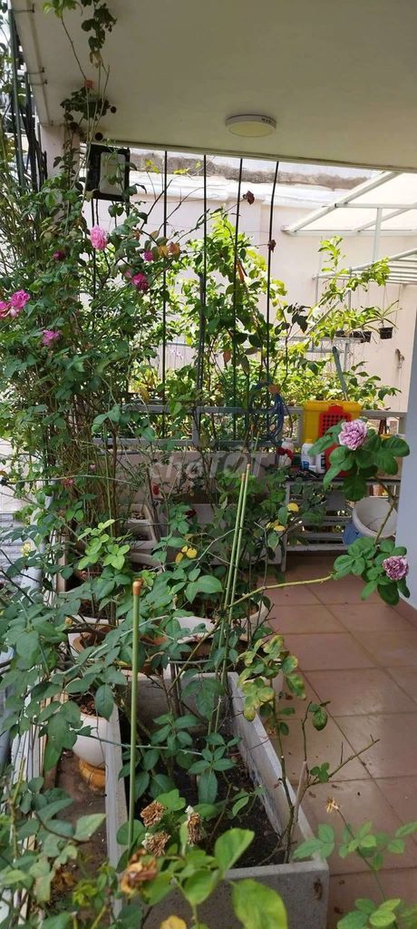 Nhà riêng tại Tân Bình, TP. Hồ Chí Minh - ảnh 2