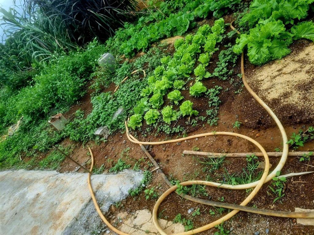 Bất động sản tại Lâm Đồng - ảnh 1