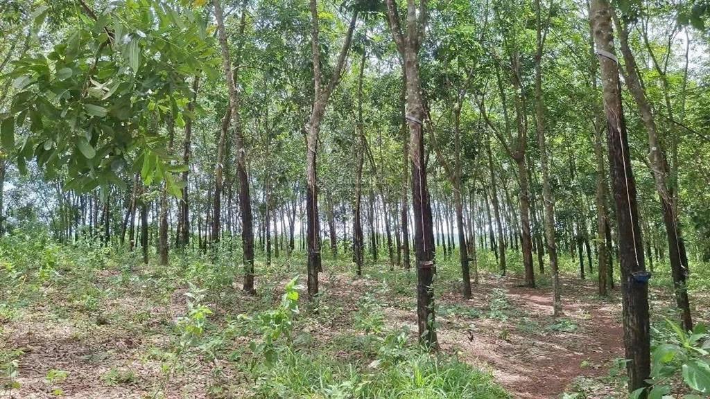 Bất động sản tại Bình Phước - ảnh 1