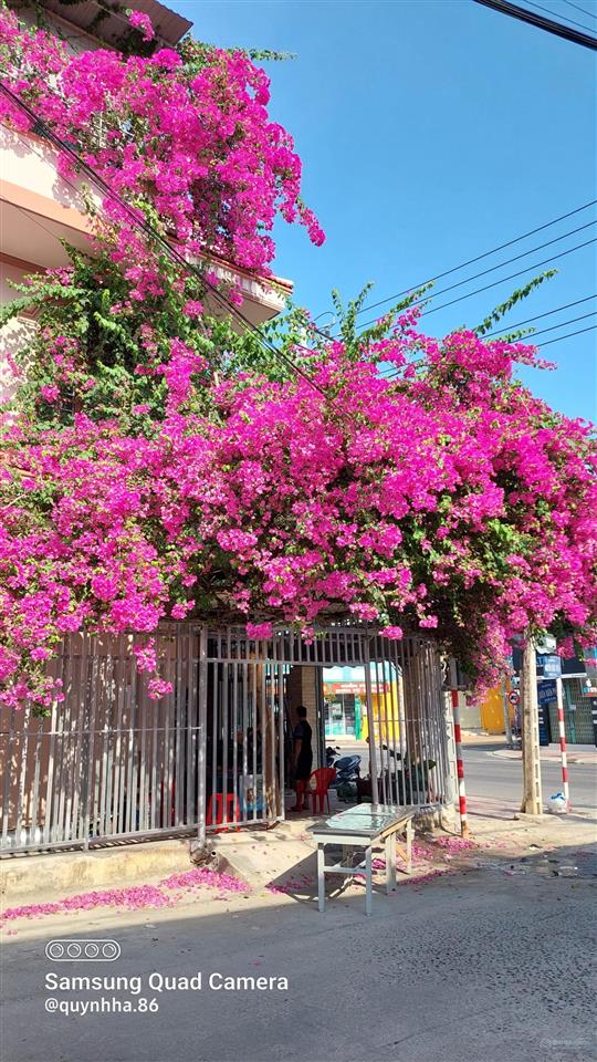 Bất động sản tại Khánh Hòa - ảnh 1