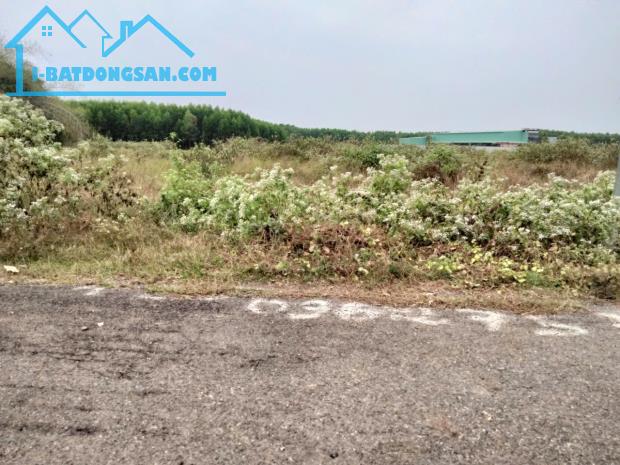 Bất động sản tại Bà Rịa - Vũng Tàu - ảnh 1
