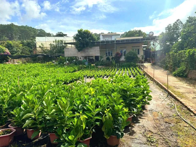 Bất động sản tại Lâm Đồng - ảnh 1