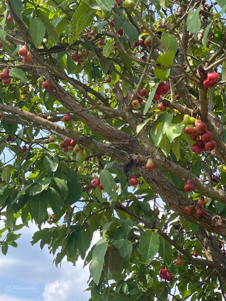 Bất động sản tại Lâm Đồng - ảnh 1