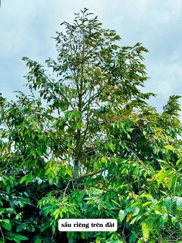 Bất động sản tại Đắk Lắk - ảnh 1