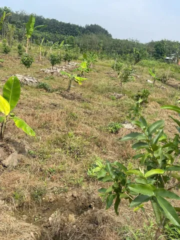 Bất động sản tại Bình Dương - ảnh 1