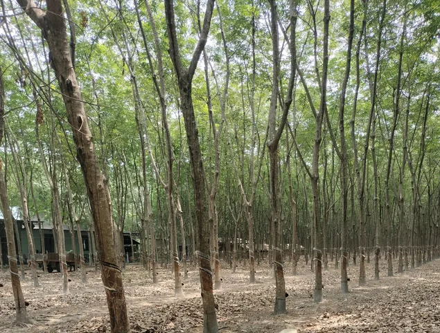 Bất động sản tại Bình Phước - ảnh 1
