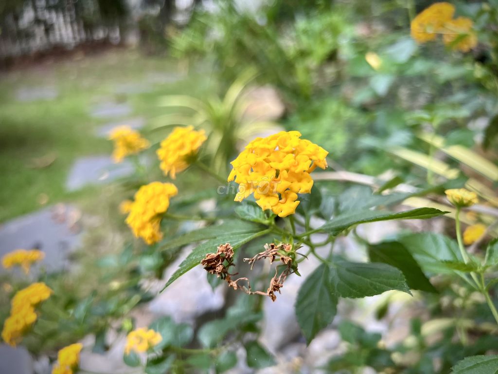 Nhà riêng tại Thủ Đức, TP. Hồ Chí Minh - ảnh 1
