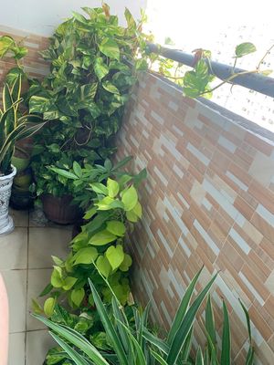 Căn hộ / chung cư tại Bình Chánh, TP. Hồ Chí Minh - ảnh 1